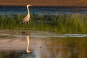 France, Somme, Somme Bay, Crotoy Marsh, Le Crotoy, Grey Heron (Ardea cinerea )\n