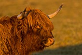 France, Somme, Somme Bay, Crotoy Marsh, Le Crotoy, Highland Cattle (Scottish cow) for marsh maintenance and eco grazing\n