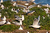 Frankreich, Somme, Somme-Bucht, Crotoy-Sumpf, Le Crotoy, jedes Jahr lässt sich eine Lachmöwenkolonie (Chroicocephalus ridibundus - Lachmöwe) auf den Inseln des Crotoy-Sumpfes nieder, um zu nisten und sich fortzupflanzen, die Vögel tragen die Zweige für den Nestbau