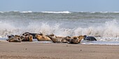 Frankreich, Somme, Somme-Bucht, Le Hourdel, Die Hourdel-Robbenkolonie auf der Sandbank, während starke Wellen kommen, um sie zu fluten