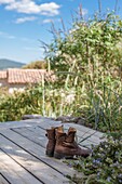 France, Hérault, Pic Saint -Loup, Story :  Indian summer in Cévennes countryside \n