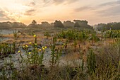 France, Somme, Somme Bay, Nature Reserve of the Somme Bay, Le Crotoy, Beaches of the Maye, Evening primrose (Oenothera biennis L.) in the dunes of the nature reserve\n