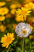 France, Somme, Bay of the Somme, Saint-Valery-sur-Somme, The fields of poppies between Saint-Valery-sur-Somme and Pendé have become a real tourist attraction and many people come to photograph there, here, a white poppy\n