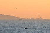 France, Herault, Sete, panorama at dusk seen from the tip of the Cap d'Agde\n