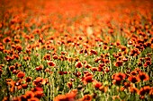 Frankreich, Bouches du Rhône, Pays d'Aix, Grand Site Sainte-Victoire, Beaurecueil, Mohnfeld (Papaver rhoeas)