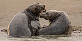 Frankreich, Pas de Calais, Authie Bay, Berck sur Mer, Kegelrobbenspiele (Halichoerus grypus), zu Beginn des Herbstes ist es üblich, die Kegelrobben zu beobachten, wie sie in einer Simulation des Kampfes miteinander spielen, es ist auch ein Zeichen, dass die Paarungszeit naht