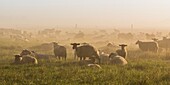 Frankreich, Somme, Baie de Somme, Saint Valery sur Somme, Schafe auf gesalzenen Wiesen in der Baie de Somme