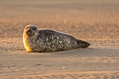 France, Pas de Calais, Authie Bay, Berck sur Mer, common seal (Phoca vitulina), at low tide the seals rest on the sandbanks from where they are chased by the rising tide\n