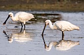 France, Somme, Somme Bay, Le Crotoy, Crotoy Marsh, gathering of Spoonbills (Platalea leucorodia Eurasian Spoonbill) who come to fish in a group in the pond\n