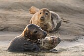 Frankreich, Pas de Calais, Authie Bay, Berck sur Mer, Kegelrobbenspiele (Halichoerus grypus), zu Beginn des Herbstes ist es üblich, die Kegelrobben zu beobachten, wie sie in einer Simulation des Kampfes miteinander spielen, dies ist auch ein Zeichen dafür, dass die Paarungszeit naht