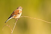 France, Somme, Baie de Somme, Cayeux sur Mer, The Hable d'Ault, Common Linnet (Linaria cannabina)\n