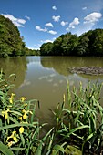 France, Territoire de Belfort, Bretagne, La Goutte Chevalier fishing pond, yellow iris (Iris pseudacorus), water lily\n