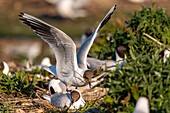 France, Somme, Bay of the Somme, Crotoy Marsh, Le Crotoy, every year a colony of black-headed gulls (Chroicocephalus ridibundus - Black-headed Gull) settles on the islets of the Crotoy marsh to nest and reproduce , the birds carry the branches for the construction of the nest\n