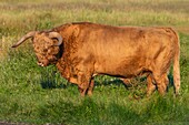 Frankreich, Somme, Somme-Bucht, Crotoy-Sumpf, Le Crotoy, Hochlandrinder (schottische Kuh) zur Pflege des Sumpfes und zur ökologischen Beweidung