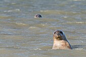 Frankreich, Pas de Calais, Authie Bay, Berck sur Mer, Kegelrobben (Halichoerus grypus), bei Ebbe ruhen sich die Robben auf den Sandbänken aus, von wo aus sie von der steigenden Flut gejagt werden, sobald sie im Wasser sind, treibt ihre natürliche Neugier sie dazu, sich manchmal sehr nahe zu nähern