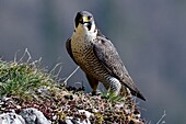 France, Doubs, bird, raptor, peregrine falcon (Falco peregrinus) on a cliff of Haut Doubs in spring\n