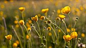 Frankreich, Ardennen, Carignan, Hahnenfuß (Ranunculus repens, Ranunculaceae) auf einer Wiese im Frühling
