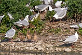 Frankreich, Somme, Somme-Bucht, Crotoy-Sumpf, Le Crotoy, jedes Jahr lässt sich eine Lachmöwenkolonie (Chroicocephalus ridibundus - Lachmöwe) auf den kleinen Inseln des Crotoy-Sumpfes nieder, um dort zu nisten und die Küken fortzupflanzen, die über eine wichtige Mimikry verfügen, um sich vor Räubern zu schützen