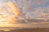 France, Somme, Quend-Plage, The beach of Quend-Plage at the end of the day while the sky is colored by the sunset and the gulls come for their food in the sea at tide\n