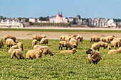 "France, Somme, Somme Bay, Saint Valery sur Somme, Cape Hornu, Sheeps in salted meadows facing Le Crotoy; foreshore sheep are a Controlled Origin Appellation (COA) with the obligation to graze halophilic plants several months of the year"\n