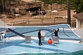 France, Charente Maritime, Les Mathes, La Palmyre zoo, the California sea lion show\n