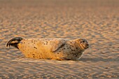 Frankreich, Pas de Calais, Authie Bay, Berck sur Mer, Seehund (Phoca vitulina), bei Ebbe ruhen sich die Seehunde auf den Sandbänken aus, von wo sie von der steigenden Flut verjagt werden