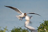 Frankreich, Somme, Somme-Bucht, Crotoy-Sumpf, Le Crotoy, jedes Jahr lässt sich eine Lachmöwenkolonie (Chroicocephalus ridibundus - Lachmöwe) auf den Inseln des Crotoy-Sumpfes nieder, um zu nisten und sich fortzupflanzen, die Vögel tragen die Äste für den Nestbau