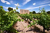 France, Herault, Loupian, Sainte Cecile church surrounded by vineyards\n
