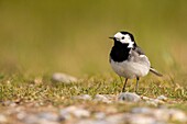 Frankreich, Somme, Baie de Somme, Cayeux sur Mer, Der Hable d'Ault, Bachstelze (Motacilla alba)