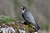 France, Doubs, bird, raptor, peregrine falcon (Falco peregrinus) on a cliff of Haut Doubs in spring\n
