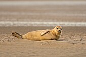 Frankreich, Pas de Calais, Opalküste, Berck sur Mer, Seehund (Phoca vitulina), Seehunde sind heute eine der wichtigsten touristischen Attraktionen der Somme-Bucht und der Opalküste