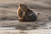 Frankreich, Pas de Calais, Authie Bay, Berck sur Mer, Kegelrobben (Halichoerus grypus), bei Ebbe ruhen sich die Robben auf den Sandbänken aus, von wo sie von der steigenden Flut gejagt werden
