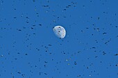 France, Doubs, Swiss border, bird, Chaffinch (Fringilla montifringilla) gathering in dormitory for the night, moon in the background, flying concentrate\n