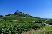 France, Saone et Loire, Solutre Pouilly, vineyards on a hillside with the rock of Solutre in the background\n