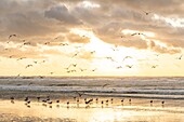 Frankreich, Somme, Quend-Plage, Der Strand von Quend-Plage am Ende des Tages, während der Himmel vom Sonnenuntergang gefärbt ist und die Möwen bei Flut im Meer ihre Nahrung suchen