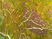 Frankreich, Somme, Somme-Bucht, Noyelles sur Mer, Teppich aus wilden Stauden in der Bucht im Sommer (Luftaufnahme)