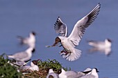 France, Somme, Baie de Somme, Le Crotoy, The marsh of Crotoy welcomes each year a colony of Black-headed Gull (Chroicocephalus ridibundus - Black-headed Gull) which come to nest and reproduce on islands in the middle of the ponds, seagulls then chase materials for the construction of nests\n