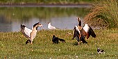 France, Somme, Somme Bay, Le Crotoy, a water hen hunts two Egyptian Goose (Alopochen aegyptiaca) that approach too much of its nest\n