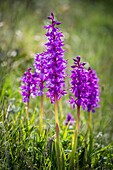 France, Alpes Maritimes, Regional Natural Park of the Prealpes d'Azur, Coursegoules, Cheiron Mountain, Early purple Orchis (Orchis mascula)\n