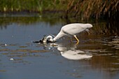 Frankreich, Somme, Somme-Bucht, Le Crotoy, Crotoy-Sumpf, Silberreiher (Ardea alba) beim Fischen im Teich