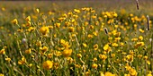 Frankreich, Ardennen, Carignan, Hahnenfuß (Ranunculus repens, Ranunculaceae) auf einer Weide im Frühling