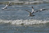 France, Pas de Calais, Berck sur Mer, Caugek Terns (Thalasseus sandvicensis, Sandwich Tern) on the beach in autumn\n