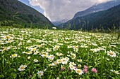 Frankreich, Hautes Alpes, Nationalpark Ecrins, Champsaur, Drac Noir Tal, Prapic, Blumenbeet von Max Chrysanthemum (Leucanthemum vulgare)