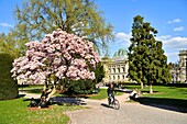 Frankreich, Bas Rhin, Straßburg, Neustadt aus der deutschen Zeit, von der UNESCO zum Weltkulturerbe erklärt, Place de la Republique, blühende Magnolien, National- und Universitätsbibliothek