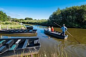 Frankreich, Loire-Atlantique, Regionaler Naturpark Briere, Saint-Lyphard, Bootsfahrt auf dem Sumpfgebiet Grande Briere Mottiere