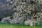 Frankreich, Doubs, Kirschblüten