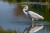 France, Somme, Somme Bay, Le Crotoy, Crotoy Marsh, Great Egret (Ardea alba) fishing in the pond with a fish in its beak\n