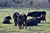 France, Bouches du Rhone, Camargue, bulls\n