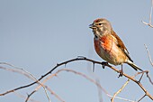 France, Somme, Baie de Somme, Cayeux sur Mer, The Hable d'Ault, Common Linnet (Linaria cannabina)\n