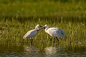 France, Somme, Somme Bay, Natural Reserve of the Somme Bay, Marquenterre Ornithological Park, Saint Quentin en Tourmont, Spoonbill (Platalea leucorodia Eurasian Spoonbill), grooming session to maintain the social links among the spatulas of the nearby heronry\n